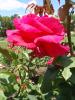<img0*100:stuff/z/147496/Plants%2520and%2520Pretties%253a%2520Roses%25206/P8040148.JPG>