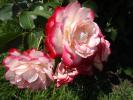 <img0*100:stuff/z/147496/Plants%2520and%2520Pretties%253a%2520Roses%25206/P8040153.JPG>