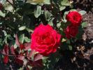 <img0*100:stuff/z/147496/Plants%2520and%2520Pretties%253a%2520Roses%25206/P8040159.JPG>