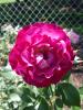 <img0*100:stuff/z/147496/Plants%2520and%2520Pretties%253a%2520Roses%25206/P8040160.JPG>
