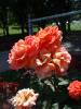 <img0*100:stuff/z/147496/Plants%2520and%2520Pretties%253a%2520Roses%25206/P8040161.JPG>