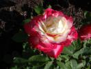 <img0*100:stuff/z/147496/Plants%2520and%2520Pretties%253a%2520Roses%25206/P8040178.JPG>