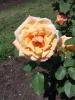 <img0*100:stuff/z/147496/Plants%2520and%2520Pretties%253a%2520Roses%25206/P8040182.JPG>
