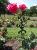 <img0*100:stuff/z/147496/Plants%2520and%2520Pretties%253a%2520Roses/P8040168.JPG>