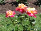 <img0*100:stuff/z/147496/Plants%2520and%2520Pretties%253a%2520Roses/P8040169.JPG>