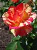 <img0*100:stuff/z/147496/Plants%2520and%2520Pretties%253a%2520Roses/P8040170.JPG>