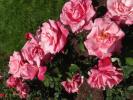 <img0*100:stuff/z/147496/Plants%2520and%2520Pretties%253a%2520Roses/P8040177.JPG>
