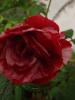 <imgr0*100:stuff/z/147496/Roses.1/P6250471.JPG>