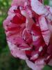 <imgr0*100:stuff/z/147496/Roses.1/P7030543.JPG>