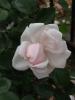 <imgr0*100:stuff/z/147496/Roses.1/P7040092.JPG>