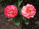 <img0*100:stuff/z/147496/Roses.1/P7040100.JPG>