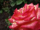 <img0*100:stuff/z/147496/Roses.1/P7040104.JPG>