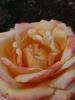 <imgr0*100:stuff/z/147496/Roses.1/P7040106.JPG>