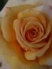 <imgr0*100:stuff/z/147496/Roses.1/P7040108.JPG>