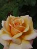 <imgr0*100:stuff/z/147496/Roses.1/P7040111.JPG>