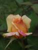 <imgr0*100:stuff/z/147496/Roses.1/P7040112.JPG>