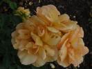 <img0*100:stuff/z/147496/Roses.1/P7040120.JPG>