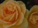 <img0*100:stuff/z/147496/Roses.1/P7040122.JPG>