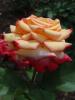 <imgr0*100:stuff/z/147496/Roses.1/P7040124.JPG>