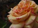 <img0*100:stuff/z/147496/Roses.1/P7040125.JPG>