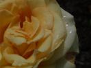 <img0*100:stuff/z/147496/Roses.1/P7040127.JPG>