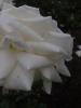 <imgl0*100:stuff/z/147496/Roses.1/P7040130.JPG>