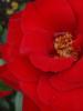 <imgr0*100:stuff/z/147496/Roses.1/P7040133.JPG>