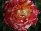 <img0*100:stuff/z/147496/Roses.1/P7040140.JPG>