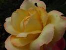 <img0*100:stuff/z/147496/Roses.1/P7040141.JPG>