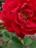 <imgr0*100:stuff/z/147496/Roses.1/P7040146.JPG>