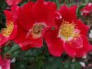 <img0*100:stuff/z/147496/Roses.1/P7040148.JPG>