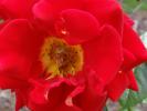 <img0*100:stuff/z/147496/Roses.1/P7040152.JPG>