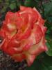 <imgr0*100:stuff/z/147496/Roses.1/P7040156.JPG>