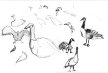 <img0*150:stuff/z/15082/Sketches%2520and%2520Doodles/geese%26birdy-sketch.jpg>