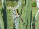 <img0*100:stuff/z/166146/cia%2527s%2520spider/yellow%20and%20black%20orb%20spider.JPG>