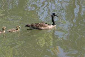 <img300*0:stuff/z/169023/A%2520Goosey%2520Day%2520in%2520May/i1274137467_1.jpg>