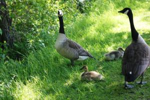 <img300*0:stuff/z/169023/A%2520Goosey%2520Day%2520in%2520May/i1274137467_6.jpg>