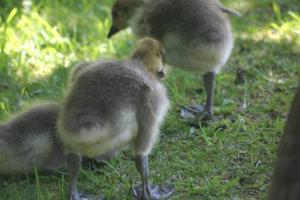 <img300*0:stuff/z/169023/A%2520Goosey%2520Day%2520in%2520May/i1274137467_7.jpg>