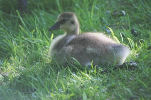 <img300*0:stuff/z/169023/A%2520Goosey%2520Day%2520in%2520May/i1274137468_12.jpg>