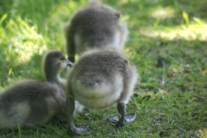 <img300*0:stuff/z/169023/A%2520Goosey%2520Day%2520in%2520May/i1274137468_13.jpg>