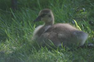 <img300*0:stuff/z/169023/A%2520Goosey%2520Day%2520in%2520May/i1274137468_18.jpg>