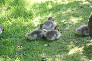 <img300*0:stuff/z/169023/A%2520Goosey%2520Day%2520in%2520May/i1274137468_19.jpg>