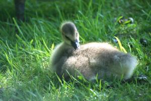 <img300*0:stuff/z/169023/A%2520Goosey%2520Day%2520in%2520May/i1274137469_24.jpg>