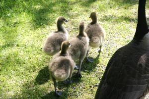 <img300*0:stuff/z/169023/A%2520Goosey%2520Day%2520in%2520May/i1274137469_25.jpg>