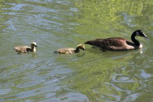 <img300*0:stuff/z/169023/A%2520Goosey%2520Day%2520in%2520May/i1274137469_26.jpg>
