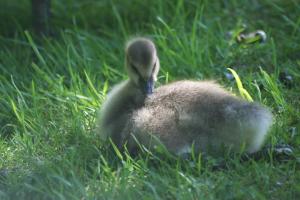 <img300*0:stuff/z/169023/A%2520Goosey%2520Day%2520in%2520May/i1274137469_30.jpg>