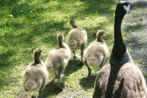 <img300*0:stuff/z/169023/A%2520Goosey%2520Day%2520in%2520May/i1274137469_31.jpg>