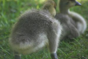 <img300*0:stuff/z/169023/A%2520Goosey%2520Day%2520in%2520May/i1274137469_36.jpg>