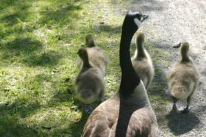 <img300*0:stuff/z/169023/A%2520Goosey%2520Day%2520in%2520May/i1274137469_37.jpg>