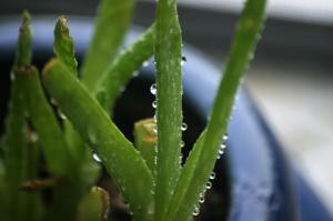 <img300*0:stuff/z/169023/Aloe%2520Plant%2520Reference/i1307552422_1.jpg>